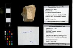 Foto (Objekt + Etikett) von Goniodromites  (NHMW-GEO-1990-0041-3703)